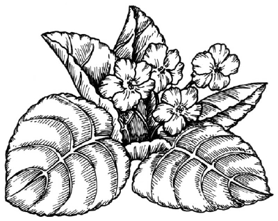 400x317 how to draw a violet howstuffworks - Violet Drawing