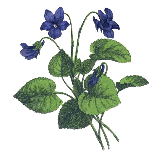 521x516 vintage violet drawing - Violet Drawing