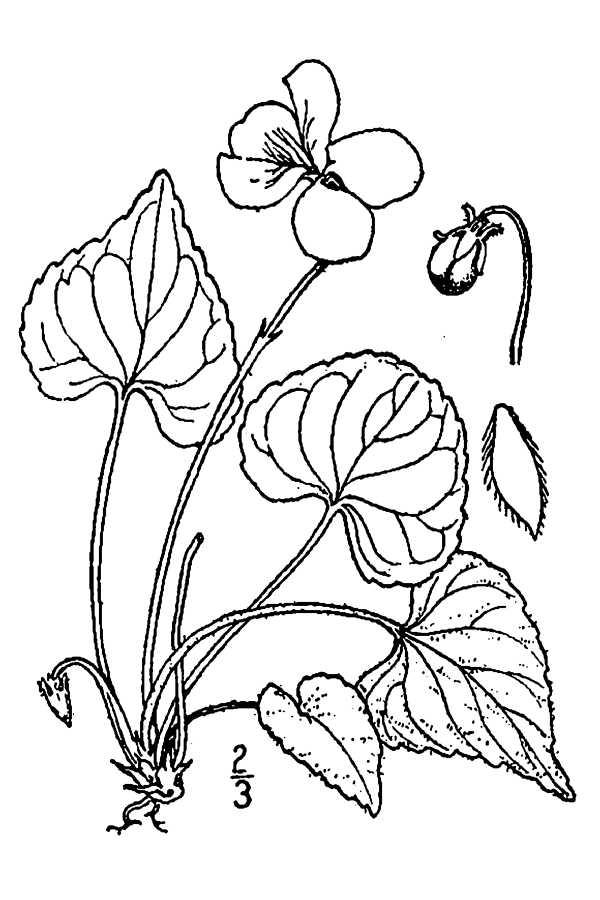 600x900 violet drawing childrens for free download - Violet Drawing