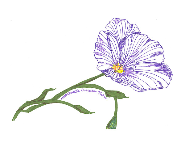 600x463 violet stripes drawing - Violet Drawing