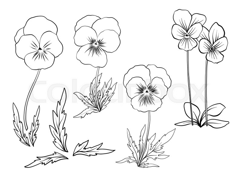 800x606 violet flowers set of outline stock vector colourbox - Violet Drawing