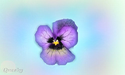 500x300 violet study a plants speedpaint drawing - Violet Drawing