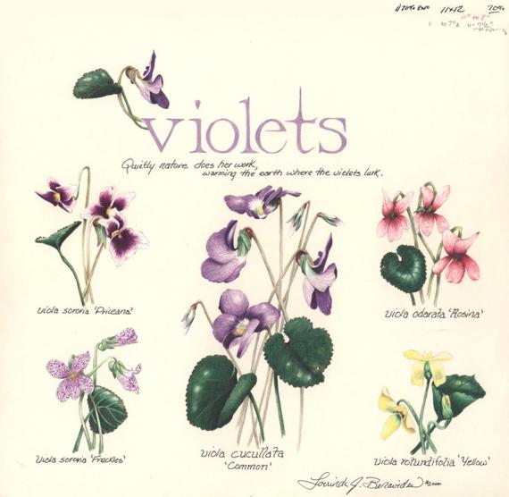 570x556 violet varieties wildflowers art illustration photo etsy - Violet Drawing