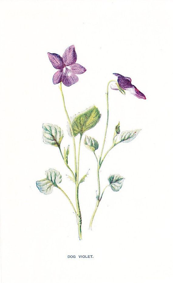 Violet Flower Drawing at PaintingValley.com | Explore collection of ...