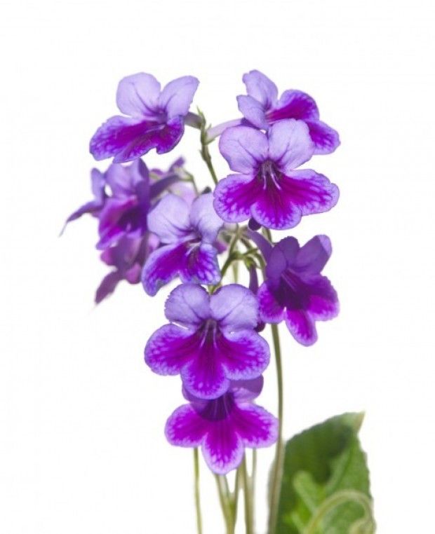 Violet Flower Drawing at PaintingValley.com | Explore collection of ...