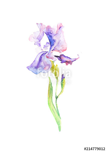 354x500 watercolor purple iris, violet flower on white background - Violet Flower Drawing