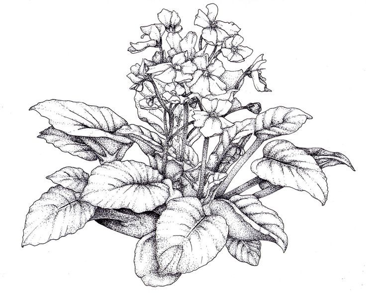 736x590 black and white drawing violet flower - Violet Flower Drawing