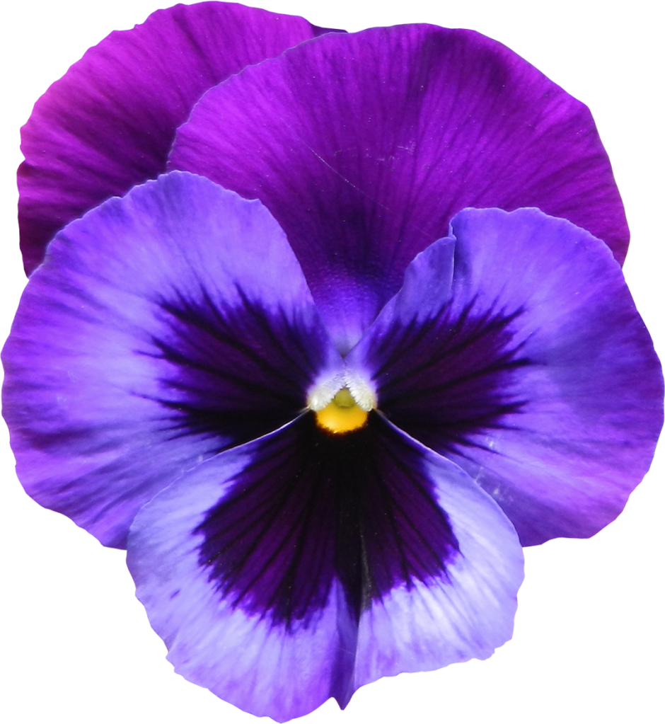 Violet Flower Drawing at Explore collection of