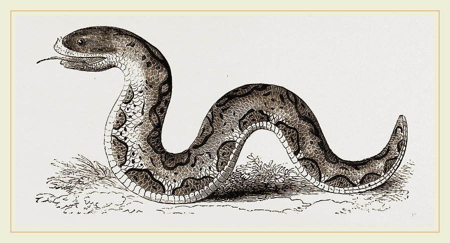 900x486 el effah viper drawing - Viper Drawing