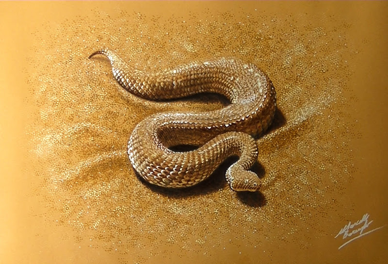 800x544 sand viper drawing - Viper Drawing