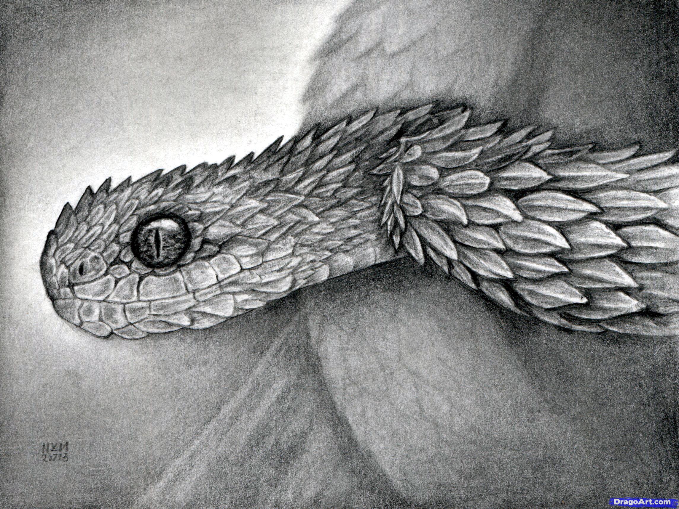  Viper  Head Drawing  at PaintingValley com Explore 