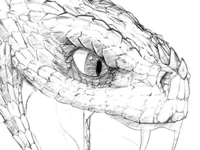 640x480 viper head drawing - Viper Head Drawing