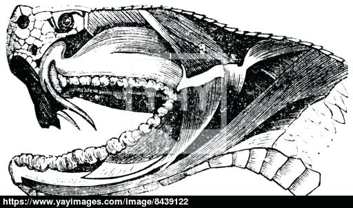 512x302 viper snake head man nearly dies after bite from severed snake - Viper Head Drawing