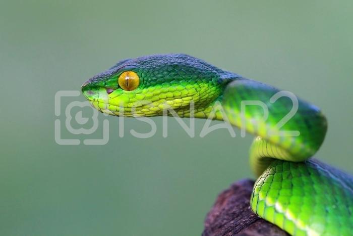 700x467 viper snake head stock photo side view of a viper snake head pit - Viper Head Drawing