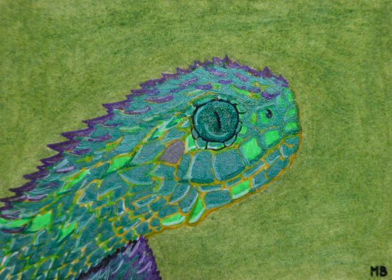 570x407 aceo snake bush viper head original art miniature drawing one - Viper Head Drawing