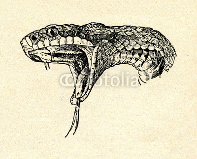 400x322 head of common european viper - Viper Head Drawing