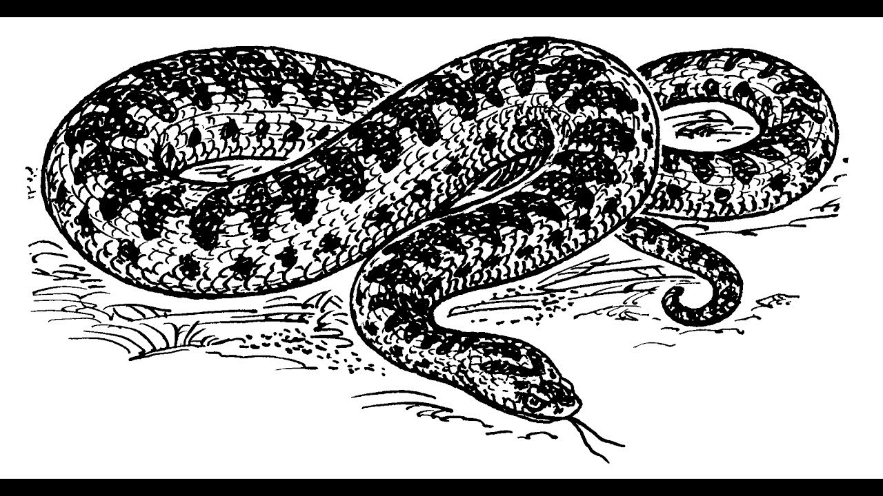 Viper Snake Drawing at Explore collection of Viper