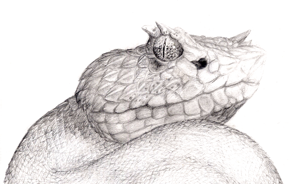 967x616 pit viper snake drawing - Viper Snake Drawing
