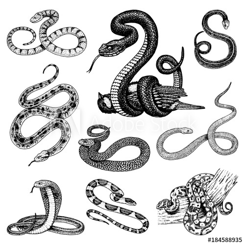 500x500 set viper snake serpent cobra and python, anaconda or viper - Viper Snake Drawing