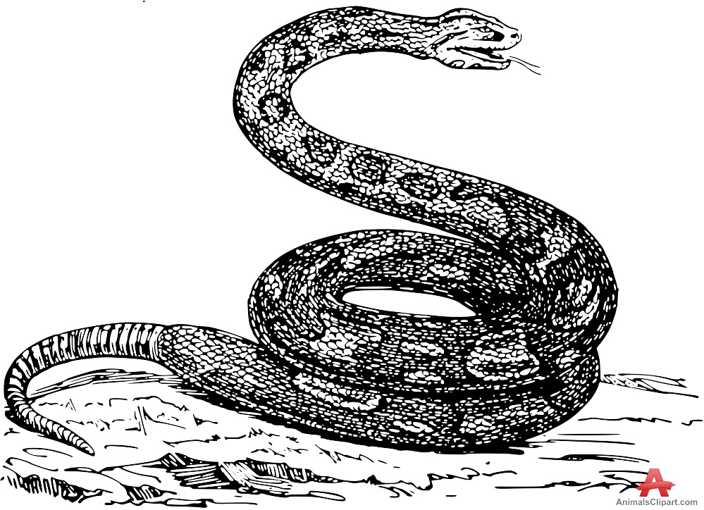 999x724 viper drawing big snake for free download - Viper Snake Drawing