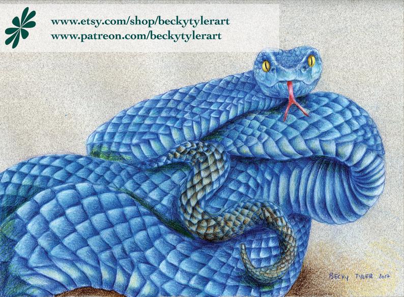 794x585 Viper Snake Original Drawing Etsy - Viper Snake Drawing