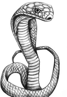 236x341 Snake Drawings For Kids King Cobra Coloring Pages Backyard - Viper Snake Drawing