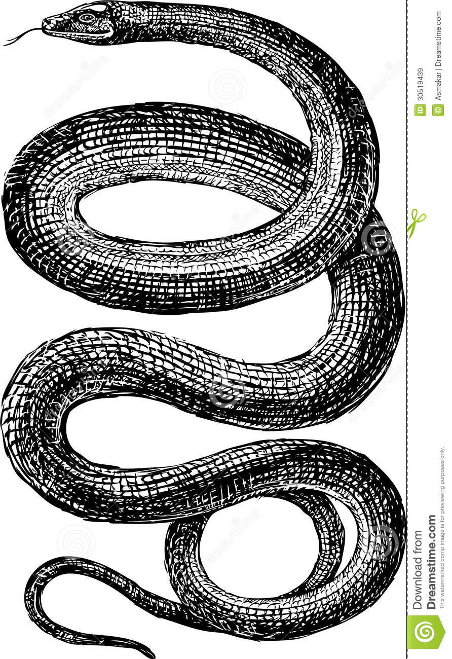 892x1300 drawn serpent viper snake - Viper Snake Drawing