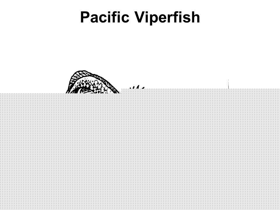 960x720 mrs evanscreatures of the deep analysis of animal adaptations - Viperfish Drawing