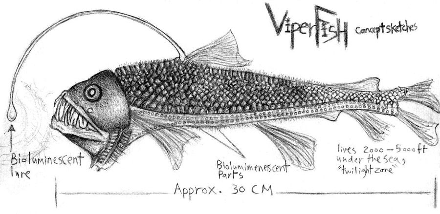900x439 Natural Illustrations On Behance - Viperfish Drawing