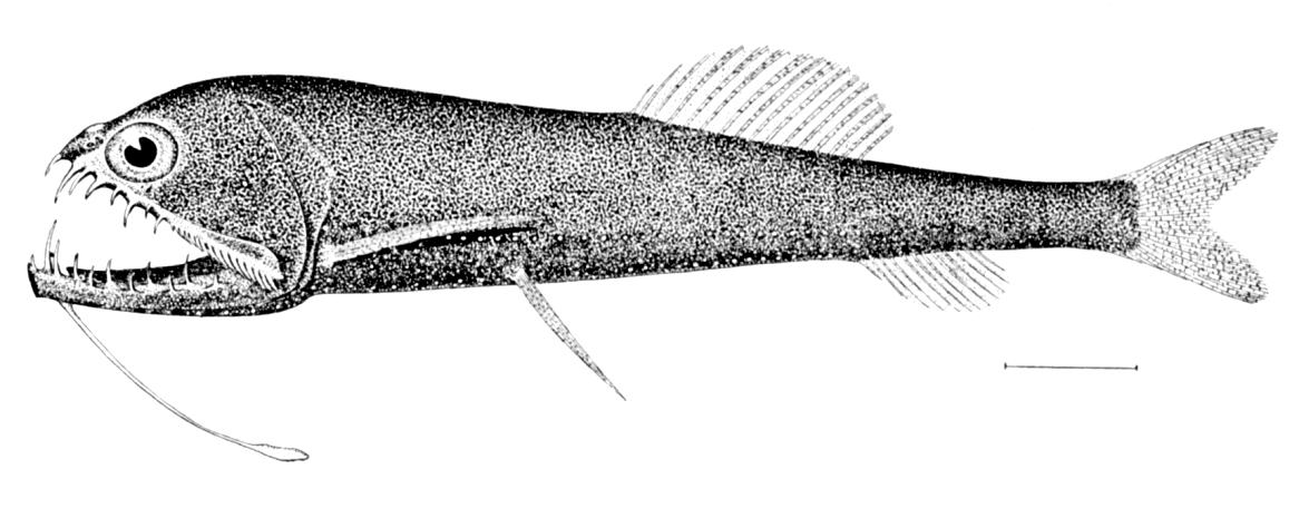 1166x456 Stomiidae - Viperfish Drawing