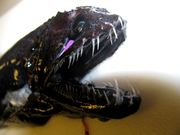 700x525 viperfish all about one of the fiercest predators in the sea - Viperfish Drawing