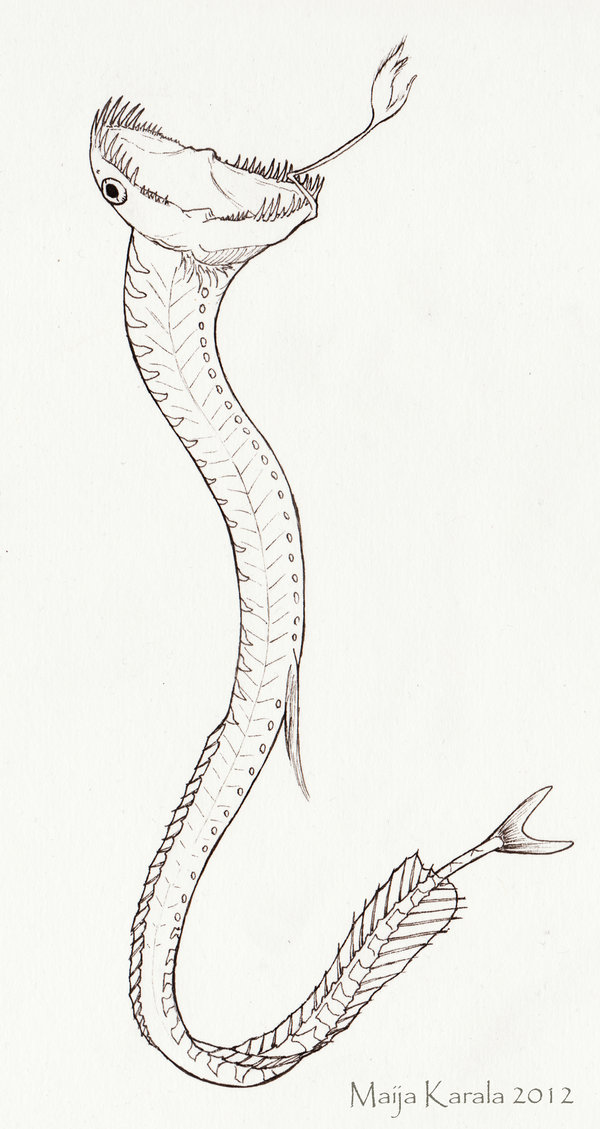 600x1129 Viperfish Drawing - Viperfish Drawing