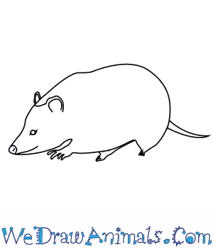 300x350 how to draw an american virginia opossum - Virginia Drawing