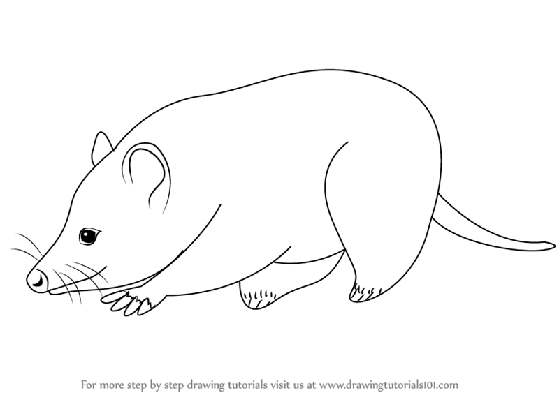 800x566 learn how to draw a virginia opossum - Virginia Drawing