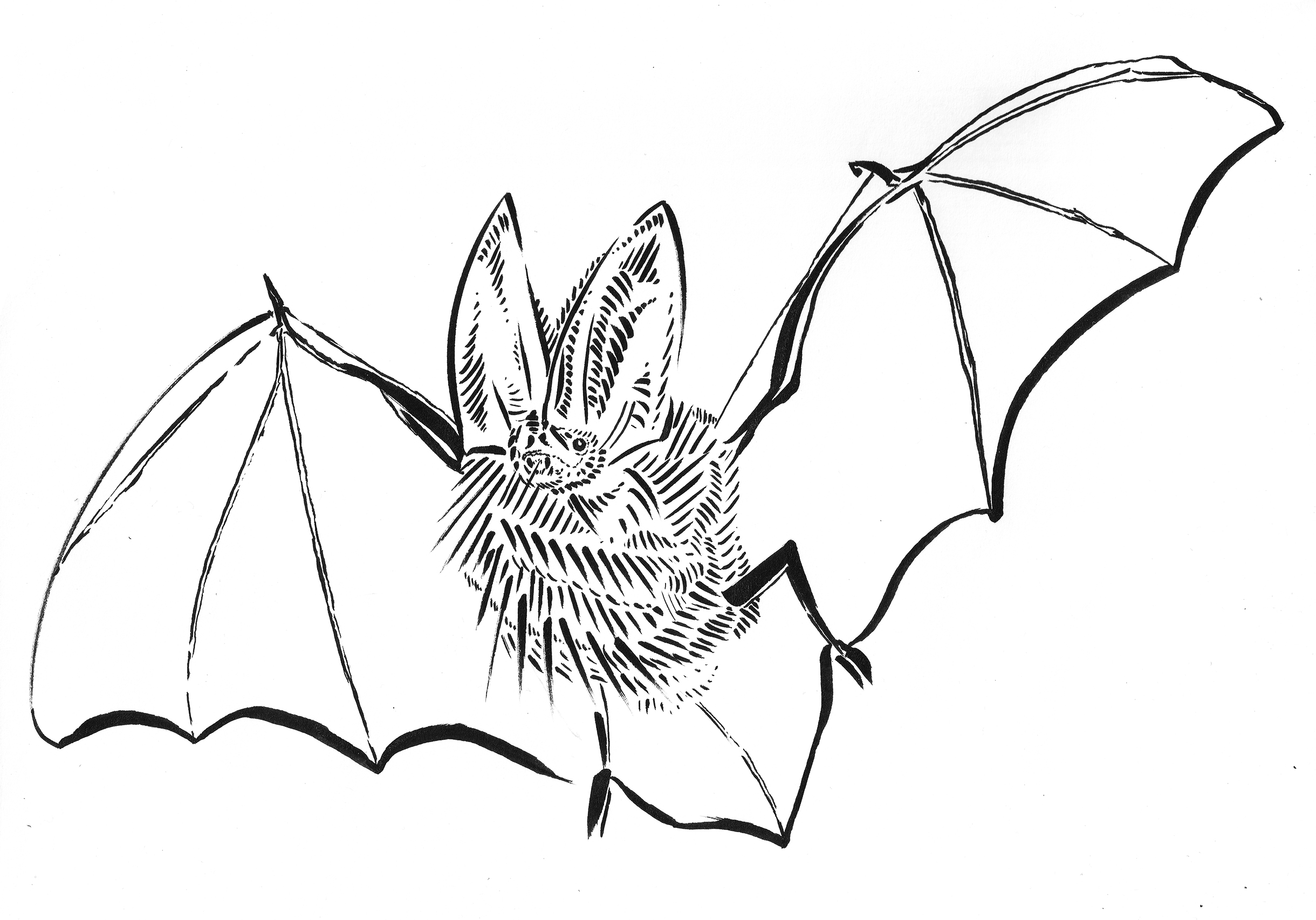 2440x1706 virginia big eared bat drawing - Virginia Drawing