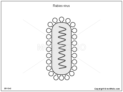 500x375 rabies virus illustrations - Virus Drawing