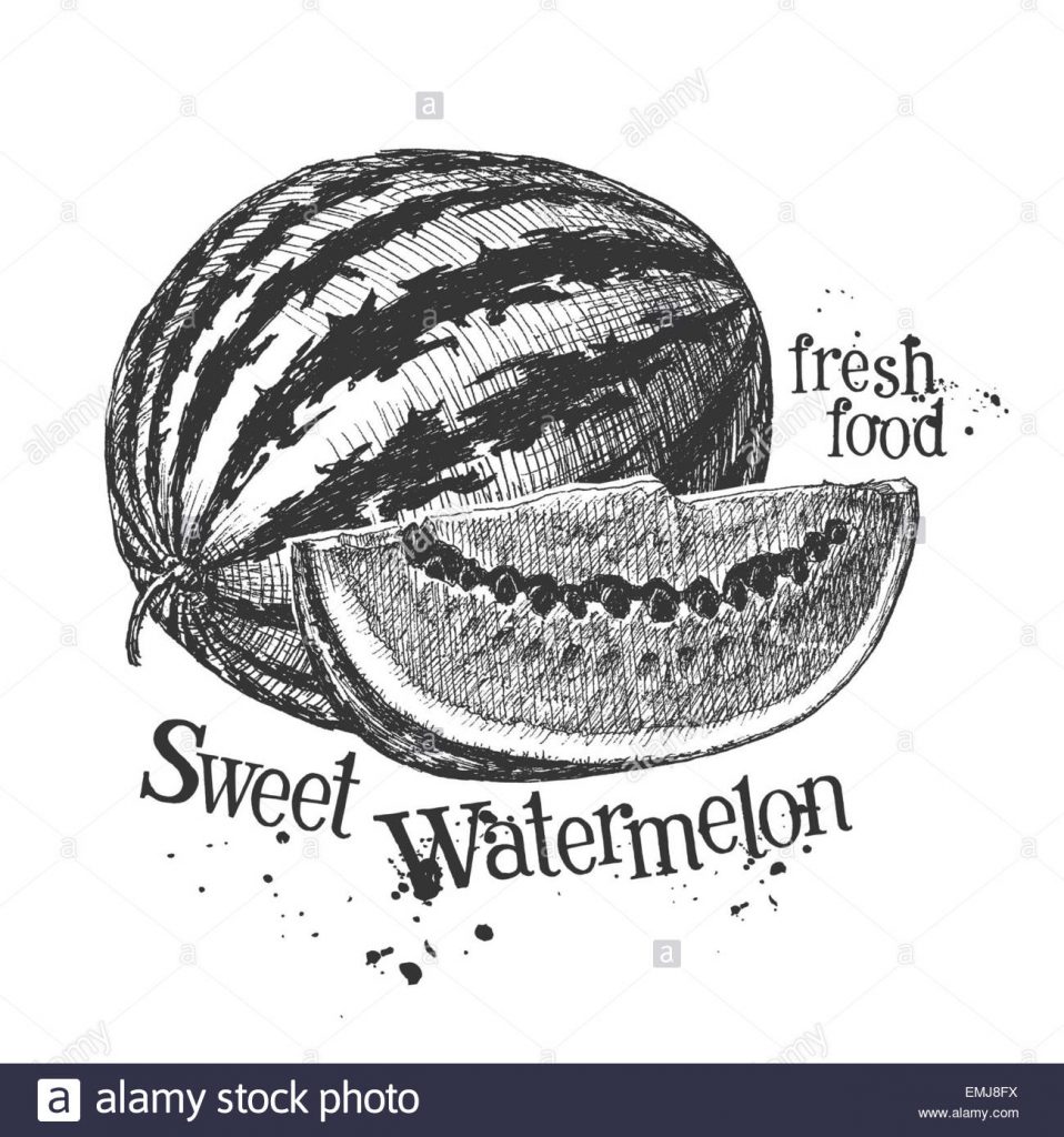 958x1024 drawing images of watermelon pics picture how to draw step - Vitamin Drawing