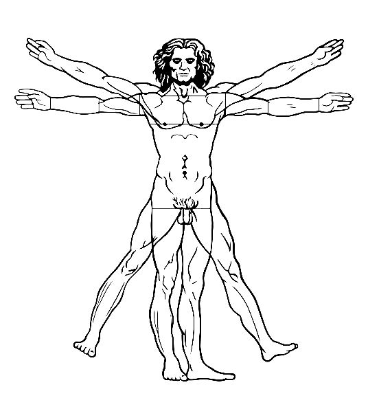 536x611 Leonard De Vinci Vitruvian Man - Vitruvian Man Drawing
