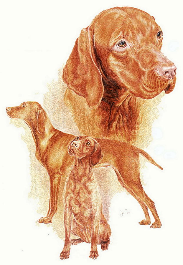 621x900 hungarian vizsla drawing - Vizsla Drawing