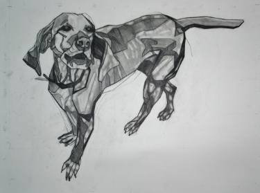 375x279 hungarian vizsla drawing - Vizsla Drawing