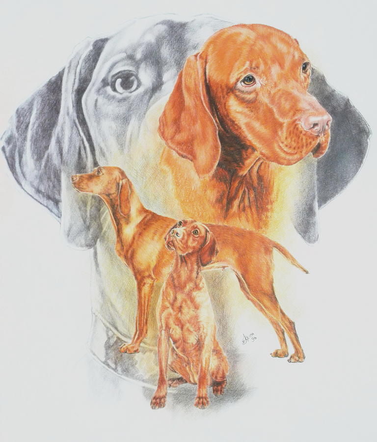 768x900 hungarian vizsla revamp drawing - Vizsla Drawing