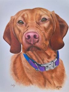 223x300 hungarian vizsla pet portrait drawing in coloured pencils - Vizsla Drawing