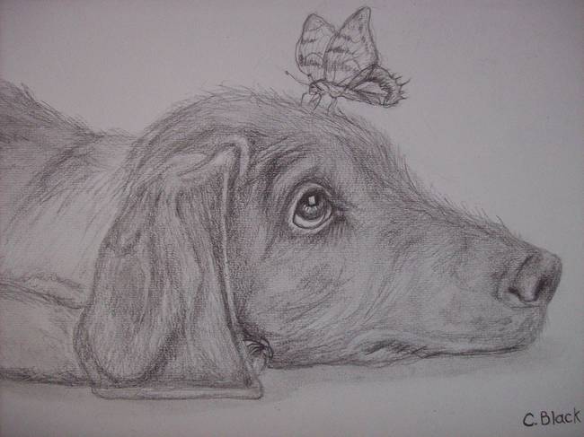 650x487 hungarian vizsla puppy - Vizsla Drawing