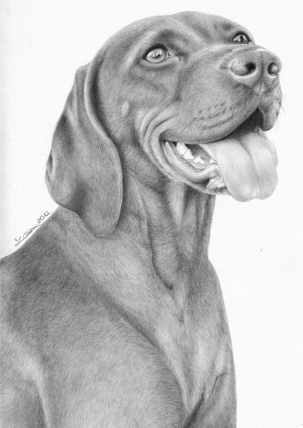 1051x1486 hungarian vizsla - Vizsla Drawing