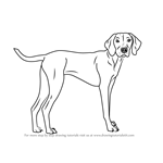 150x150 learn how to draw a vizsla dog - Vizsla Drawing