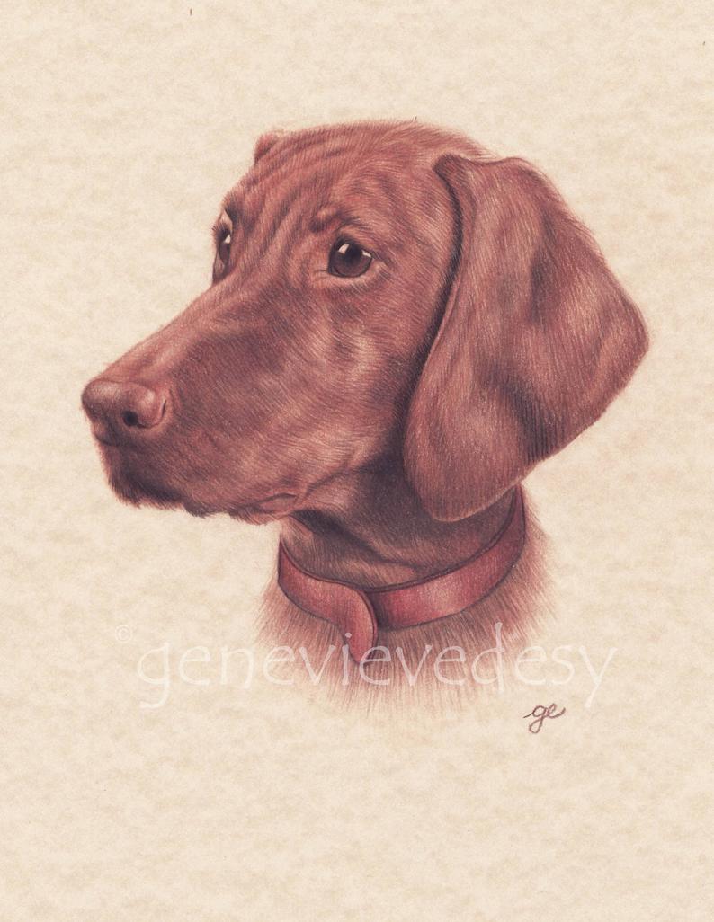 794x1026 original drawing of a vizsla dog drawing made colored etsy - Vizsla Drawing