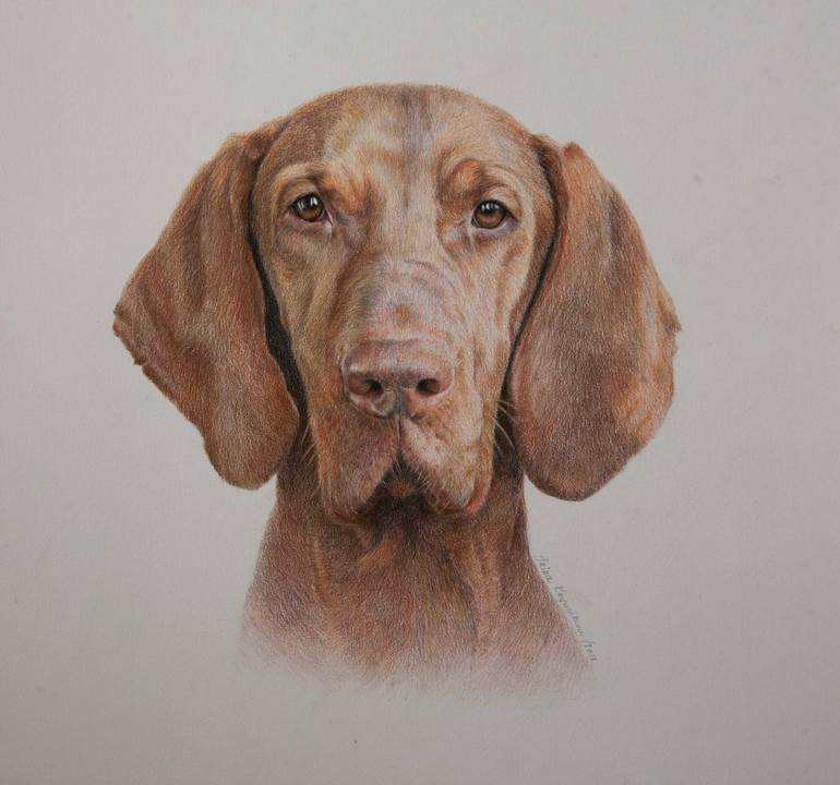 770x720 portrait of the hungarian vizsla drawing - Vizsla Drawing