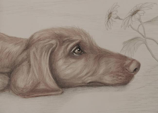 650x467 stunning vizsla drawings and illustrations for sale on fine art - Vizsla Drawing