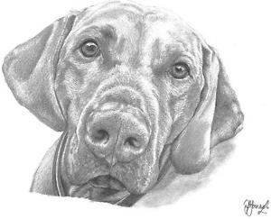 300x243 vizsla dog ltd edit art drawing print sizes card - Vizsla Drawing