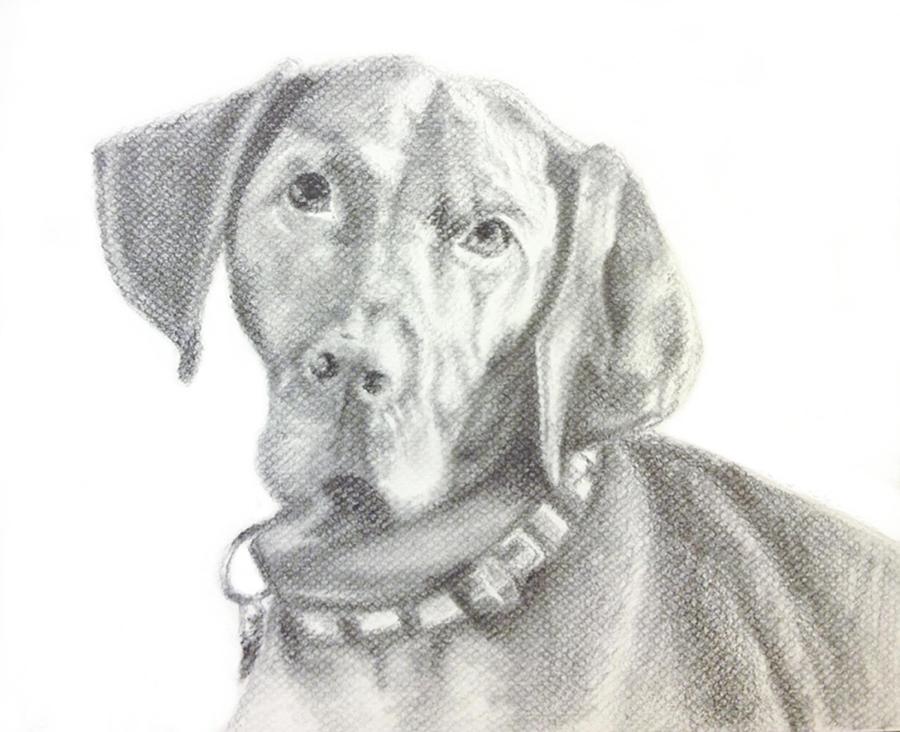 900x732 vizsla drawing - Vizsla Drawing